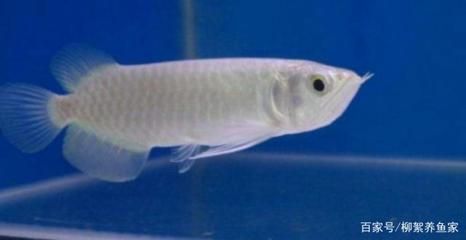 最名貴的龍魚：《最名貴的龍魚》