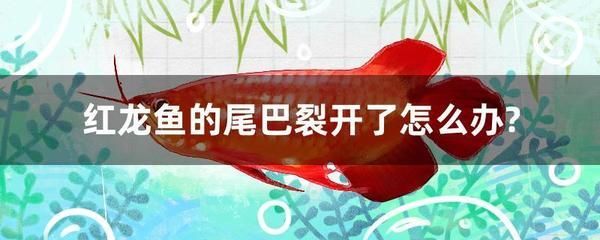 紅龍魚爛鰭怎么治療好：紅龍魚爛鰭怎么治療