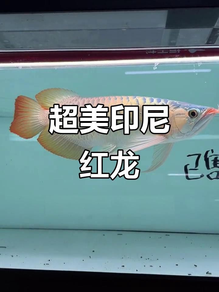 印尼超血紅龍魚的價格是多少？