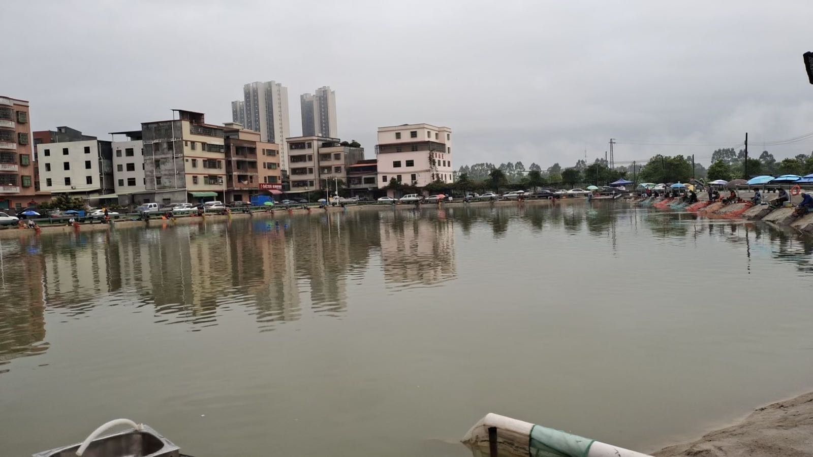 廣東雷龍魚(yú)哪里有的抓啊 廣東雷龍魚(yú)哪里有的抓啊 龍魚(yú)百科 第3張