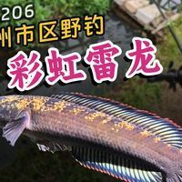廣東雷龍魚(yú)哪里有的抓啊 廣東雷龍魚(yú)哪里有的抓啊 龍魚(yú)百科 第7張