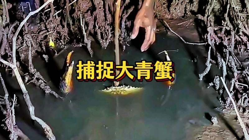 廣東雷龍魚(yú)哪里有的抓啊 廣東雷龍魚(yú)哪里有的抓啊 龍魚(yú)百科 第8張