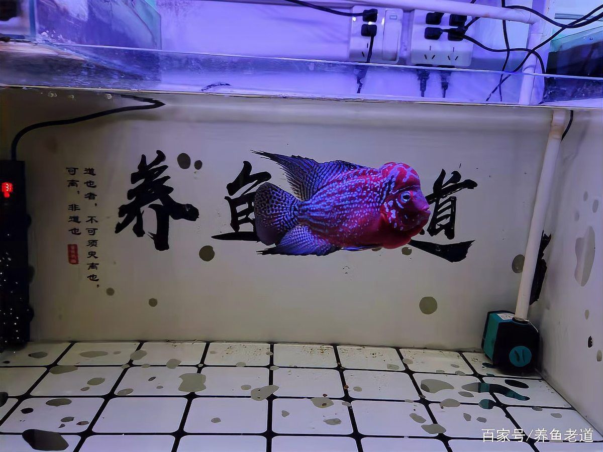 開觀賞魚店風險大嗎