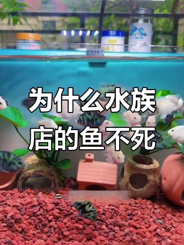 開觀賞魚店風險大嗎