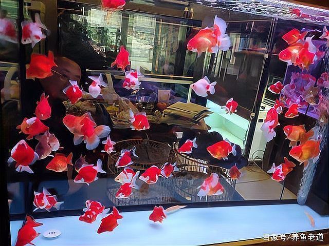 開觀賞魚店風險大嗎
