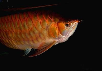 紅龍魚(yú)眼睛長(zhǎng)白色東西：紅龍魚(yú)眼睛長(zhǎng)白色東西可能由以下幾種原因?qū)е录t龍魚(yú)眼睛長(zhǎng)白色