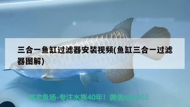 紅龍魚的壽命有多長時間啊視頻教學（紅龍魚的壽命有多長時間啊視頻教學）
