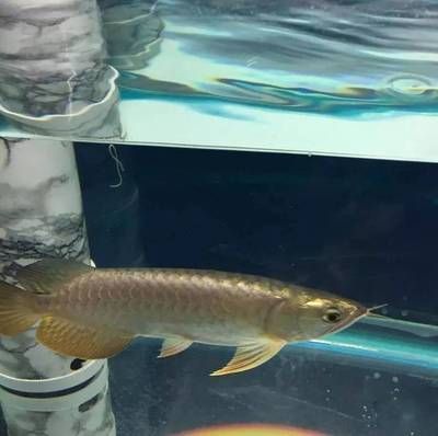 龍魚一次繁殖多少條魚合適：龍魚一次繁殖多少條魚合適呢？