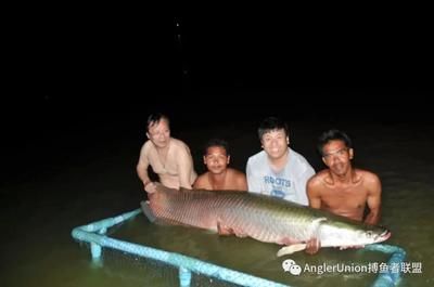 巨骨舌魚跟龍魚有啥關系？：巨骨舌魚和龍魚是兩種不同的魚類，但它們之間存在一些關聯