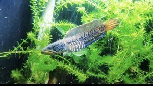 奶茶雷龍魚多少錢：奶茶雷龍魚價格受到多種因素影響價格受到多種因素影響