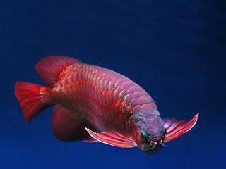 成年紅龍魚能長多少厘米啊 成年紅龍魚能長多少厘米啊 龍魚百科 第1張