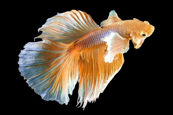 金魚和龍魚哪個好養