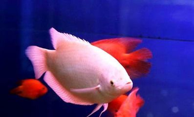 銀龍魚pk食人魚（銀龍魚與食人魚的區別）