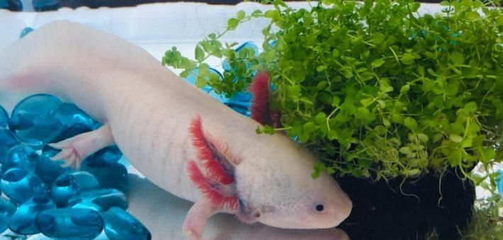 怎樣給六角龍魚切掉壞掉的胳膊（六角龍魚壞掉的肢體是否需要去除的問題并沒有完全相關的直接答案）