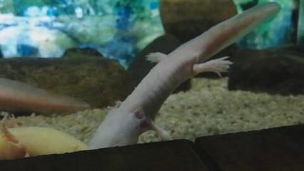 怎樣給六角龍魚切掉壞掉的胳膊（六角龍魚壞掉的肢體是否需要去除的問題并沒有完全相關的直接答案）