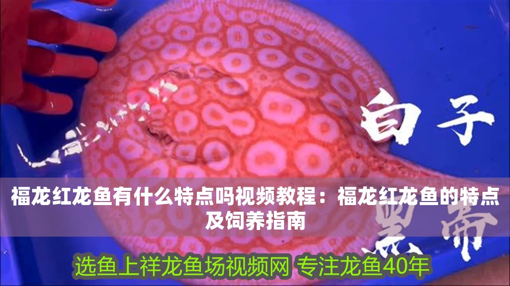 福龍紅龍魚有什么特點嗎視頻教程：福龍紅龍魚的特點及飼養(yǎng)指南
