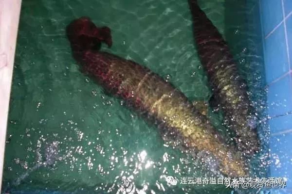 體型最大的龍魚是什么魚：世界上體型最大的龍魚是什么魚？ 體型最大的龍魚是什么魚：世界上體型最大的龍魚是什么魚？ 龍魚百科 第2張