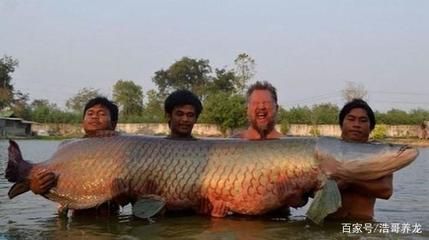 體型最大的龍魚是什么魚：世界上體型最大的龍魚是什么魚？ 體型最大的龍魚是什么魚：世界上體型最大的龍魚是什么魚？ 龍魚百科 第1張