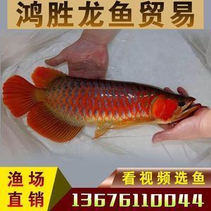 金龍魚活體在哪里買便宜：金龍魚活體價格對比