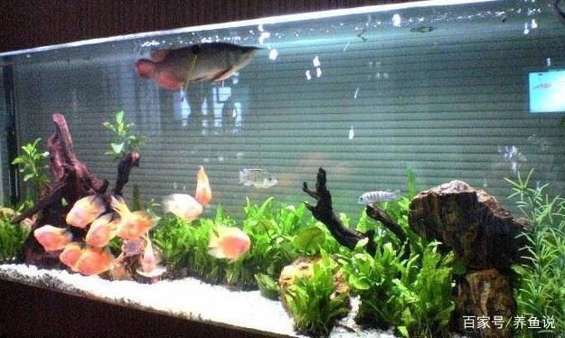 怎么樣能讓魚缸里的水變清澈(如何正確使用絮凝劑凈化魚缸水) 龍魚百科 第3張 怎么樣能讓魚缸里的水變清澈(如何正確使用絮凝劑凈化魚缸水) 怎么樣能讓魚缸里的水變清澈(如何正確使用絮凝劑凈化魚缸水) 龍魚百科 第3張