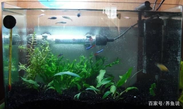 怎么樣能讓魚缸里的水變清澈(如何正確使用絮凝劑凈化魚缸水) 龍魚百科 第5張 怎么樣能讓魚缸里的水變清澈(如何正確使用絮凝劑凈化魚缸水) 怎么樣能讓魚缸里的水變清澈(如何正確使用絮凝劑凈化魚缸水) 龍魚百科 第5張