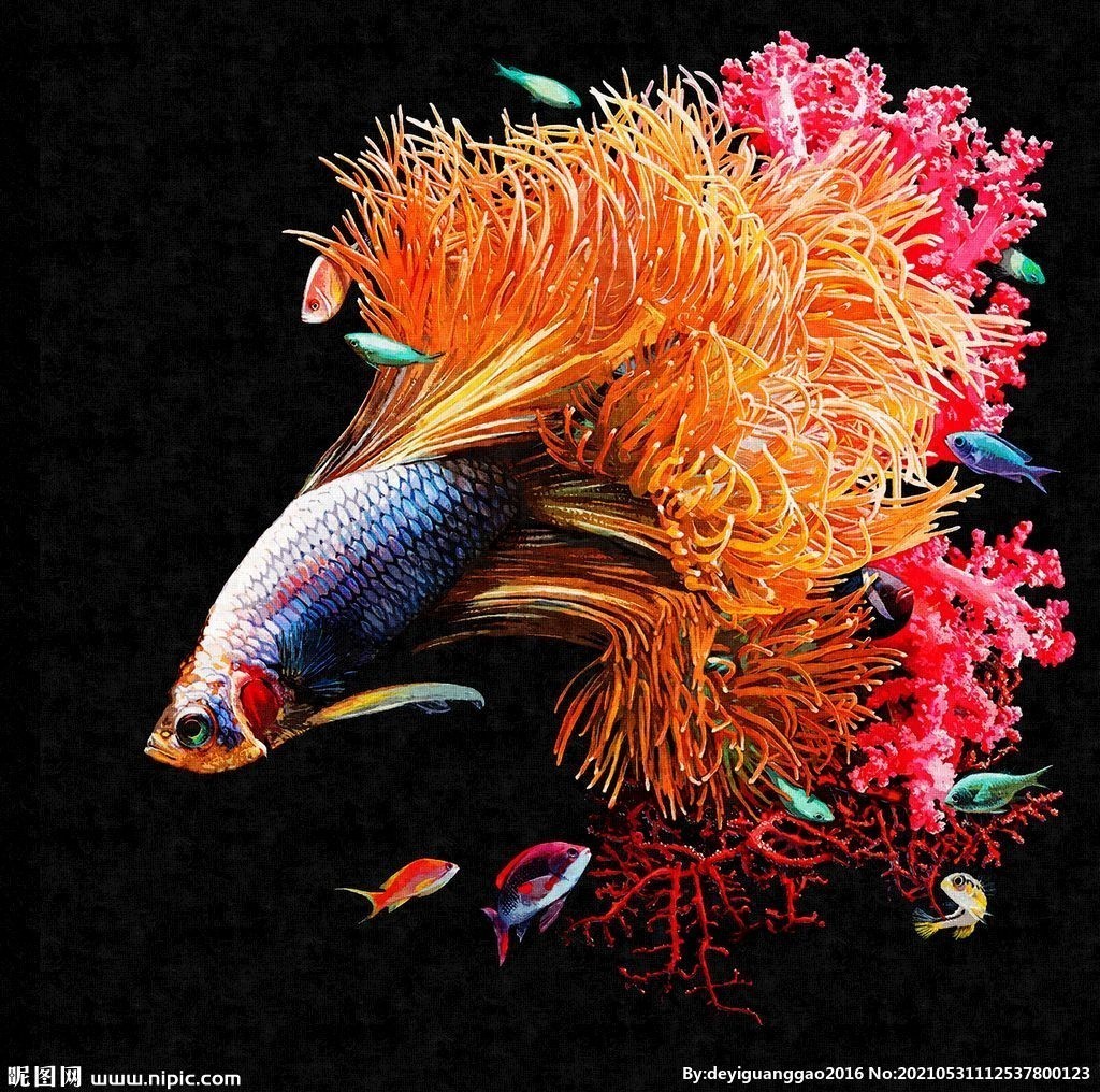 德克和索一哪個好 德克和索一哪個好 龍魚百科 第6張