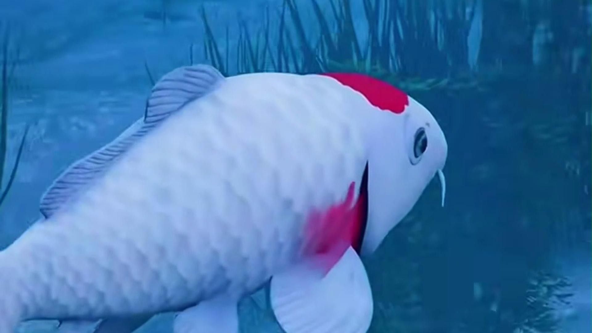 如何安全地捕捉成年金龍魚？