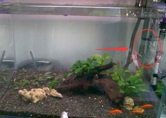 魚缸有不用換水的嗎為什么不換水，如何正確使用砂糖改善水質(zhì)底濾魚缸水質(zhì)老化的預(yù)防措施 魚缸有不用換水的嗎為什么不換水，如何正確使用砂糖改善水質(zhì)底濾魚缸水質(zhì)老化的預(yù)防措施 龍魚百科 第4張