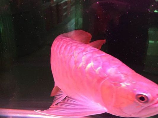 紅龍魚鱗片發(fā)黑潰爛怎么辦用什么藥：紅龍魚鱗片發(fā)黑潰爛怎么辦