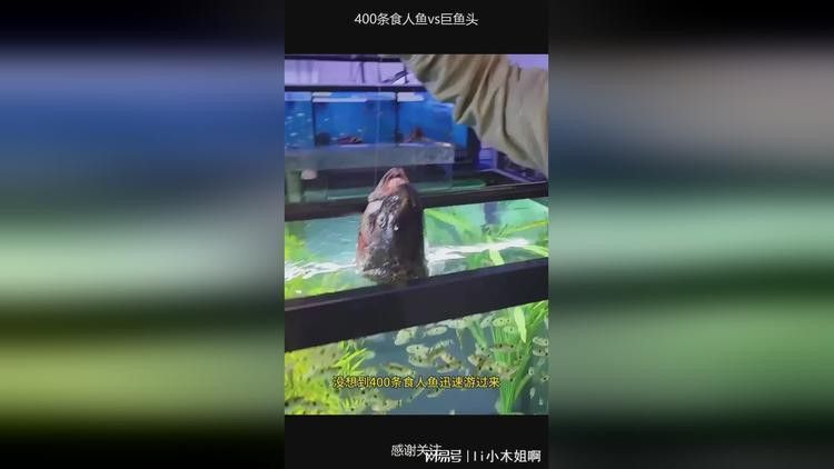 金龍魚大戰食人魚視頻在線觀看