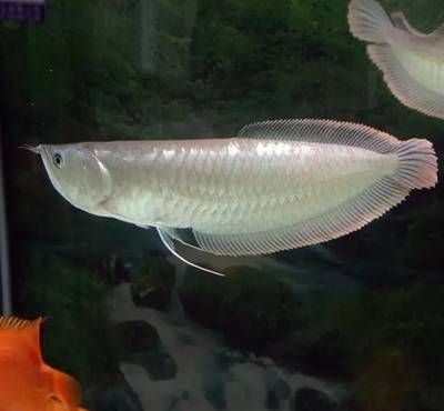 銀龍魚經常死的原因（銀龍魚為什么經常死亡？）