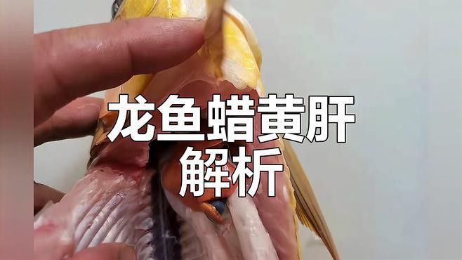 如何判斷龍魚內(nèi)臟是否受傷？