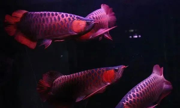 如何判斷龍魚內(nèi)臟是否受傷？