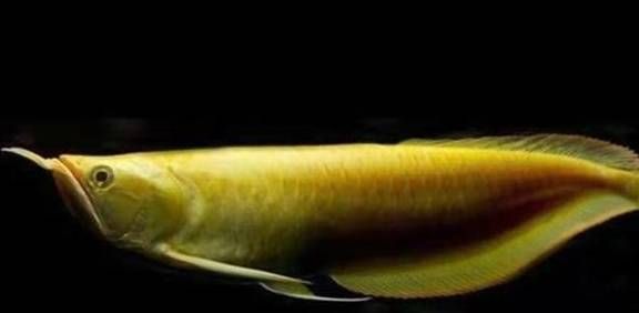 龍魚(yú)眼睛有白點(diǎn)是怎么回事（龍魚(yú)眼睛出現(xiàn)白點(diǎn)可能由多種因素引起，治療方法需要注意） 龍魚(yú)眼睛有白點(diǎn)是怎么回事（龍魚(yú)眼睛出現(xiàn)白點(diǎn)可能由多種因素引起，治療方法需要注意） 龍魚(yú)百科 第1張