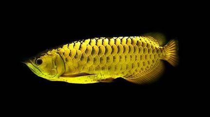 龍魚怎么保護小魚：龍魚怎么保護小魚， 龍魚怎么保護小魚：龍魚怎么保護小魚， 龍魚百科 第1張