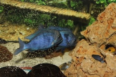 雷龍魚飼料什么牌子的好一點：德彩慈鯛上浮料購買渠道德彩慈鯛上浮料購買渠道