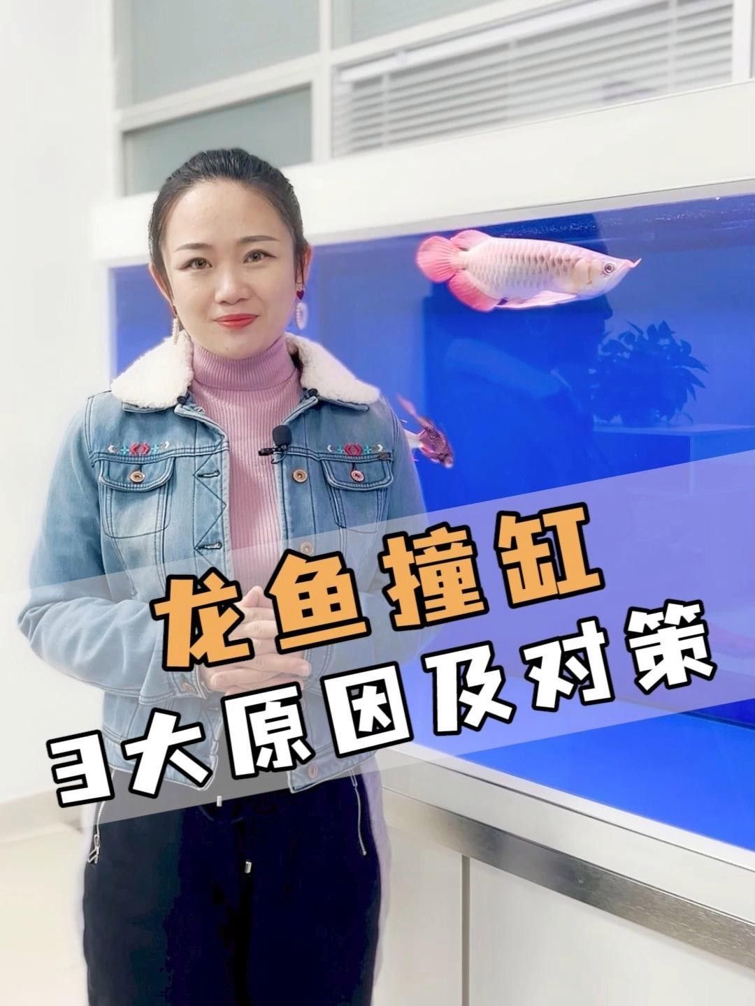 如何判斷龍魚是否因受驚撞缸？ 如何判斷龍魚是否因受驚撞缸？ 龍魚百科 第3張