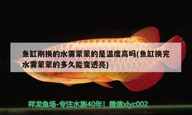 金龍魚養幾條好（金龍魚養殖數量需要考慮到魚缸大小、水質控制、喂食量等多個因素） 金龍魚養幾條好（金龍魚養殖數量需要考慮到魚缸大小、水質控制、喂食量等多個因素） 龍魚百科 第4張