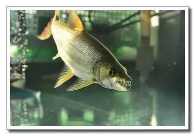 黃金河虎魚品種價格對比，黃金河虎魚價格對比