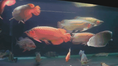 如何判斷眼斑魚領地意識強弱：如何判斷眼斑魚領地意識強弱，眼斑魚領地意識測試案例 如何判斷眼斑魚領地意識強弱：如何判斷眼斑魚領地意識強弱，眼斑魚領地意識測試案例 龍魚百科 第12張