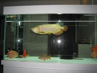金龍魚飼養(yǎng)要不要恒溫：關(guān)于金龍魚飼養(yǎng)是否需要恒溫的一些詳細(xì)信息