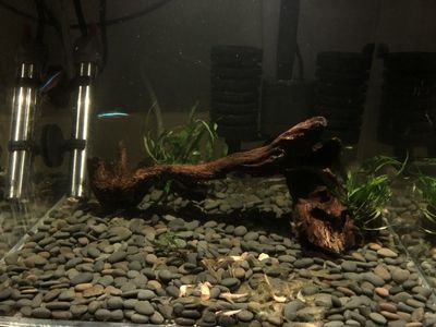 如何選擇適合雷龍魚的沉木：選擇適合雷龍魚的沉木