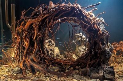 如何選擇適合雷龍魚的沉木：選擇適合雷龍魚的沉木