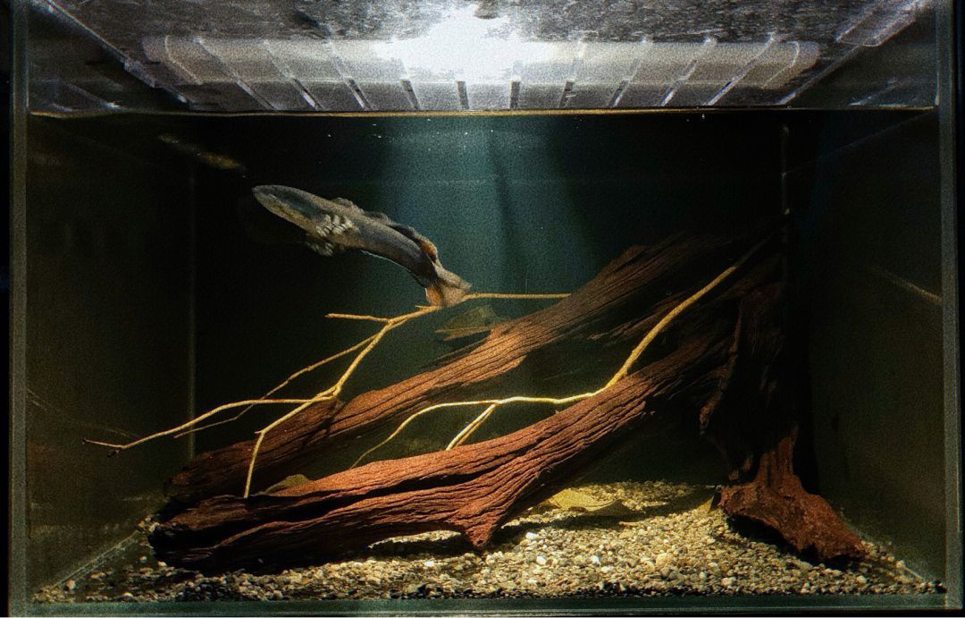 如何選擇適合雷龍魚的沉木：選擇適合雷龍魚的沉木