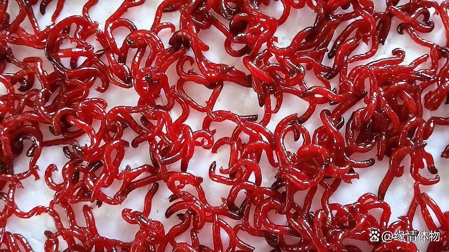 紅龍魚喂食昆蟲需要消毒嗎？