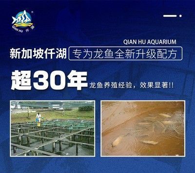 龍魚缸的溫度是多少：龍魚缸內水質管理要點龍魚缸水溫控制技巧龍魚缸水溫驟變應對措施