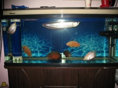 80魚缸養銀龍魚（80公分的魚缸能養銀龍魚嗎）