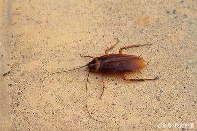 蟑螂可以喂龍魚(yú)嗎：蟑螂可以作為龍魚(yú)的飼料，但需要注意一些事項(xiàng)