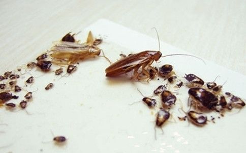 蟑螂可以喂龍魚(yú)嗎：蟑螂可以作為龍魚(yú)的飼料，但需要注意一些事項(xiàng)