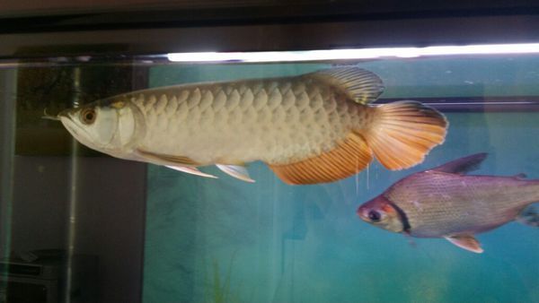 金背龍魚(yú)多少錢一條：金頭過(guò)背金龍魚(yú)多少錢一條金頭過(guò)背金龍魚(yú)多少錢一條 金背龍魚(yú)多少錢一條：金頭過(guò)背金龍魚(yú)多少錢一條金頭過(guò)背金龍魚(yú)多少錢一條 龍魚(yú)百科 第2張